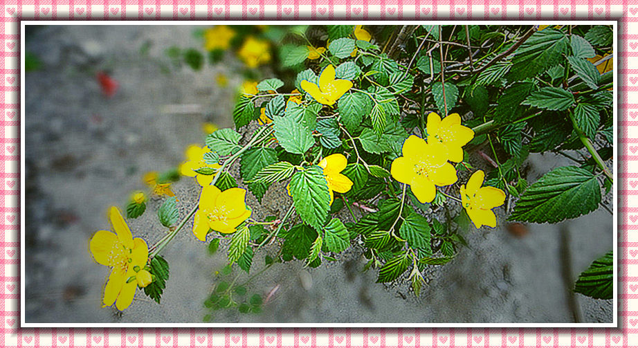 DSC00744_副本_副本.jpg
