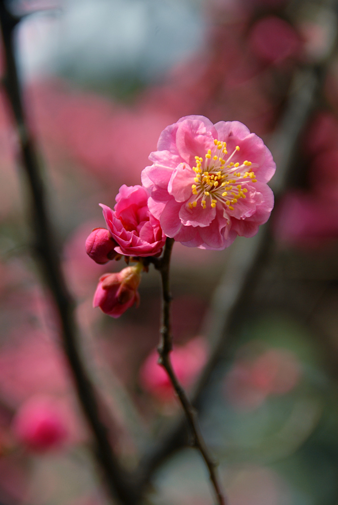 梅花 (5).jpg