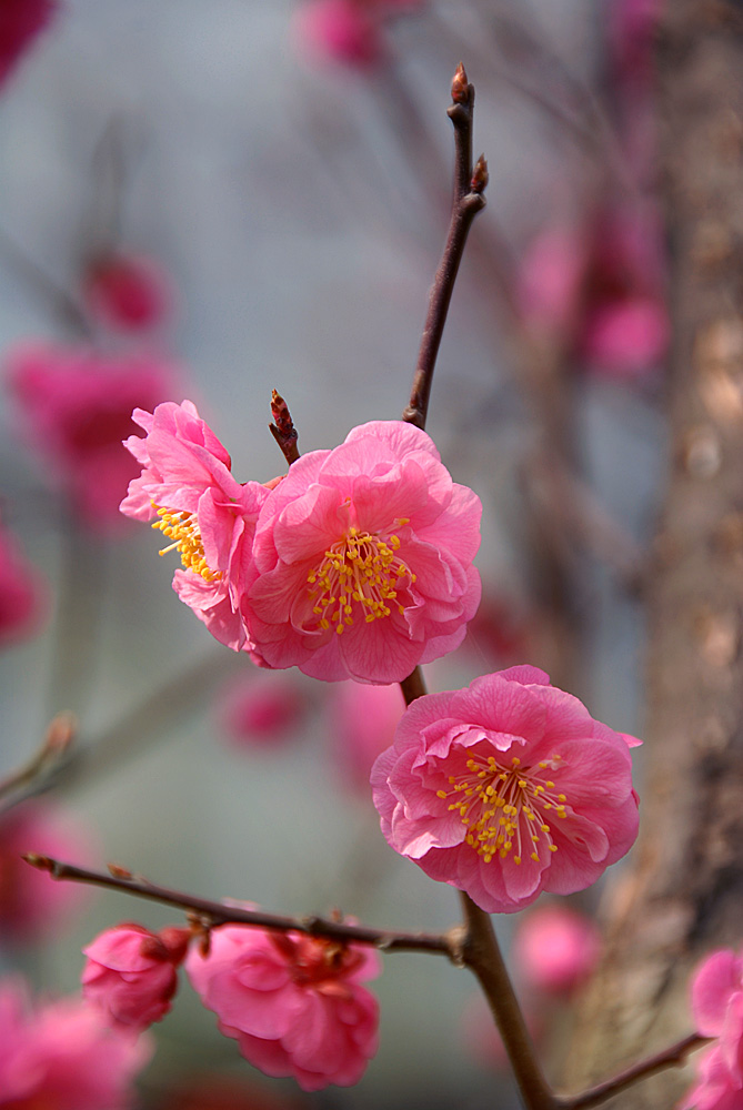 梅花 (8).jpg