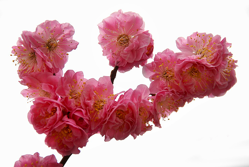 梅花 (10).jpg