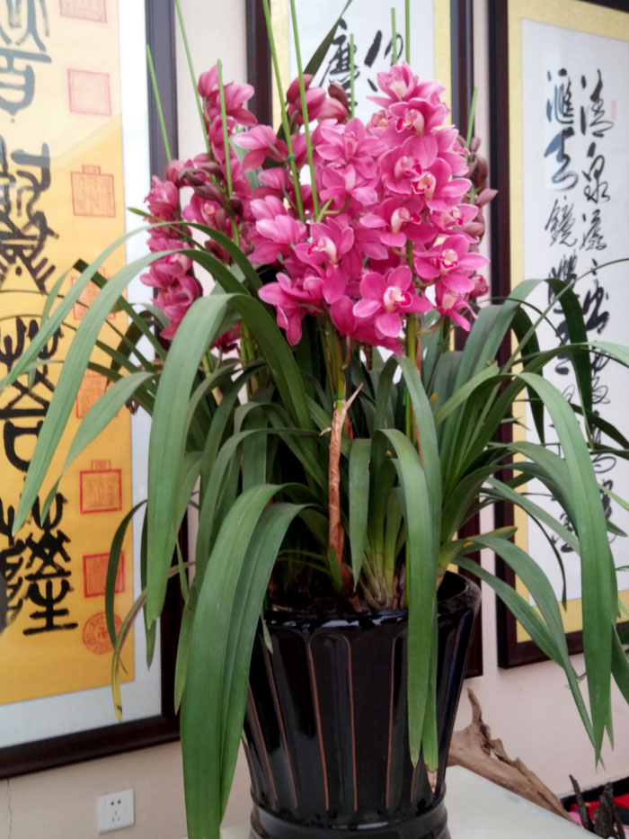 蝴蝶兰 (24).jpg