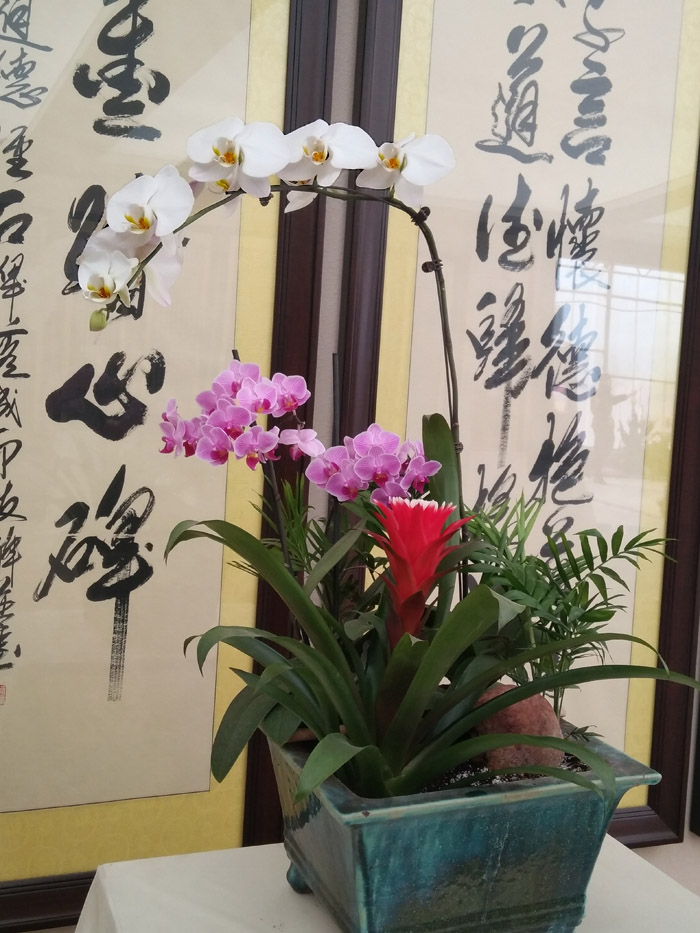 蝴蝶兰 (27).jpg