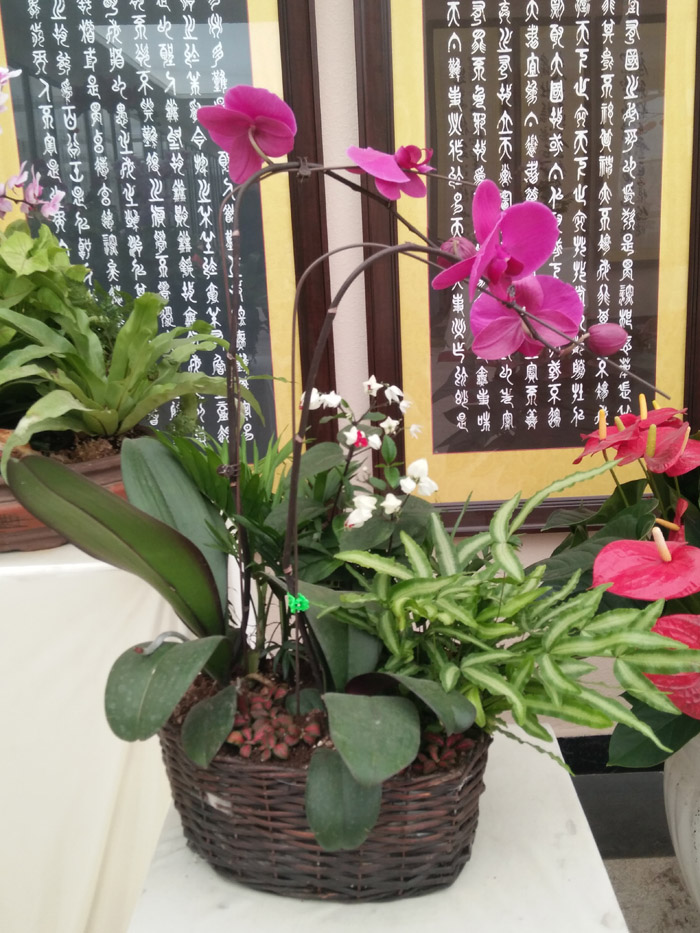 蝴蝶兰 (32).jpg
