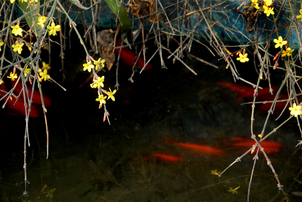 迎春花 (12).jpg