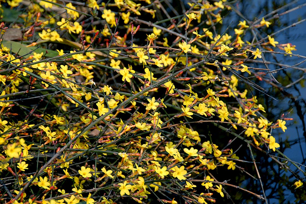 迎春花 (20).jpg