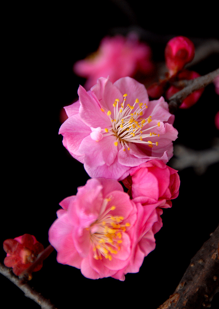 红梅 (23).jpg