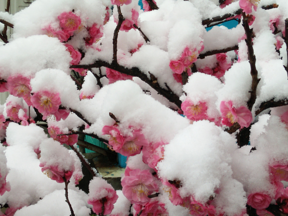 红梅 傲雪 (12).jpg