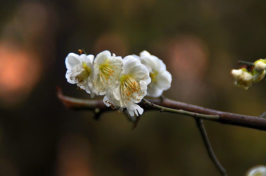 DSC_0106_conew1.jpg