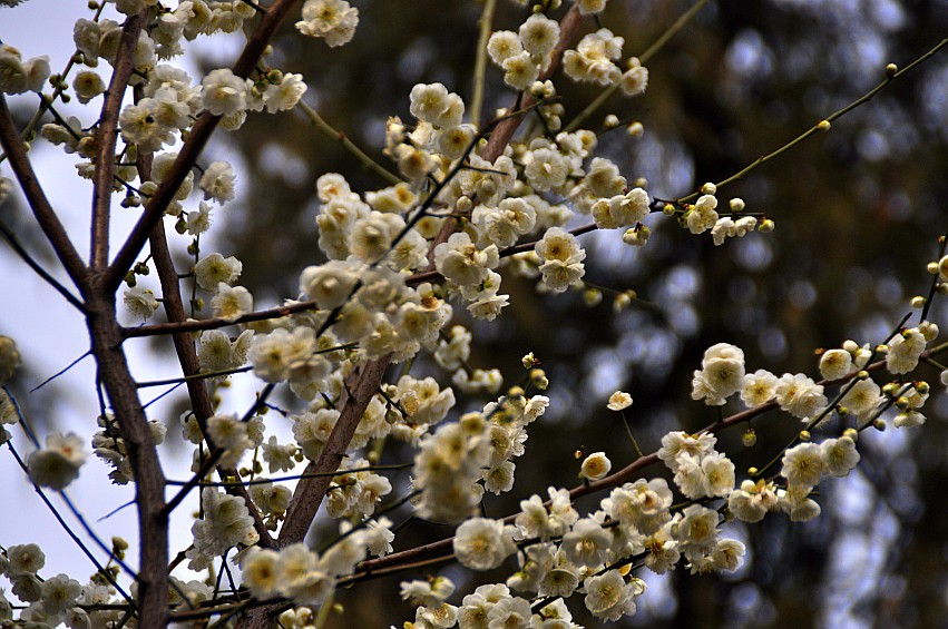 DSC_0110_conew1.jpg