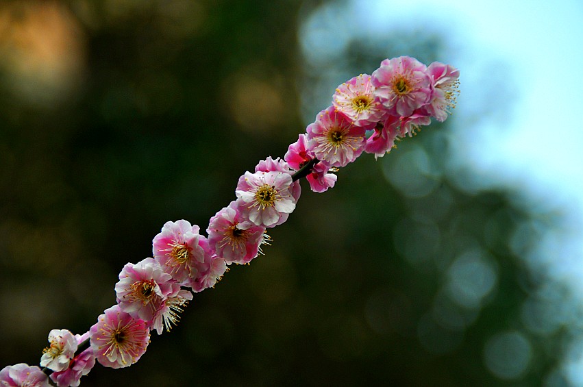 DSC_0119_conew1.jpg