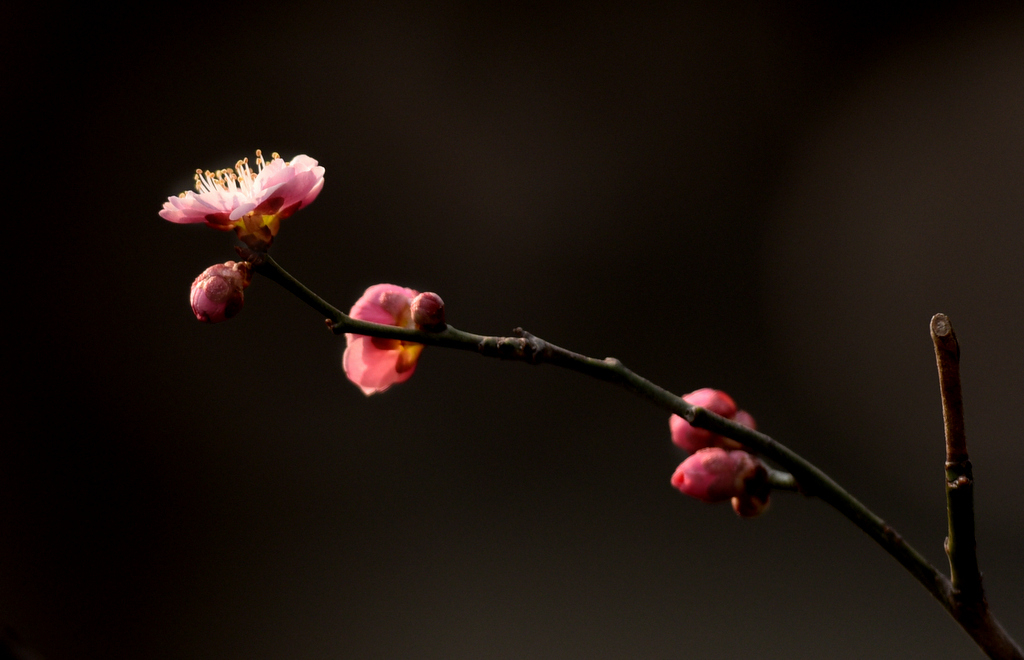 DSC_6043.jpg