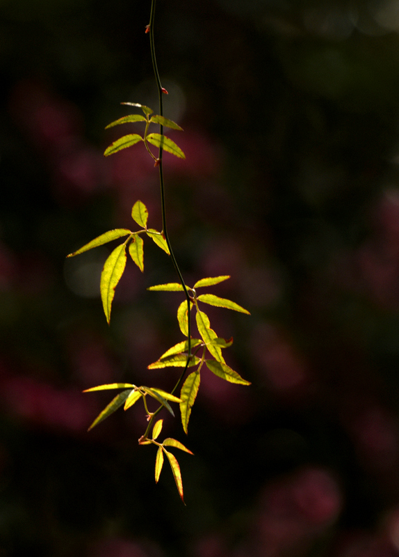 DSC_6142-001.jpg