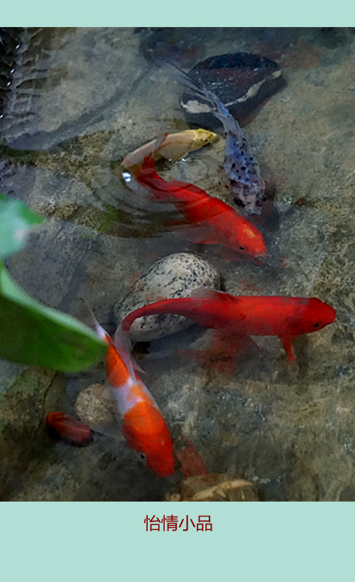 DSC09615_副本.jpg