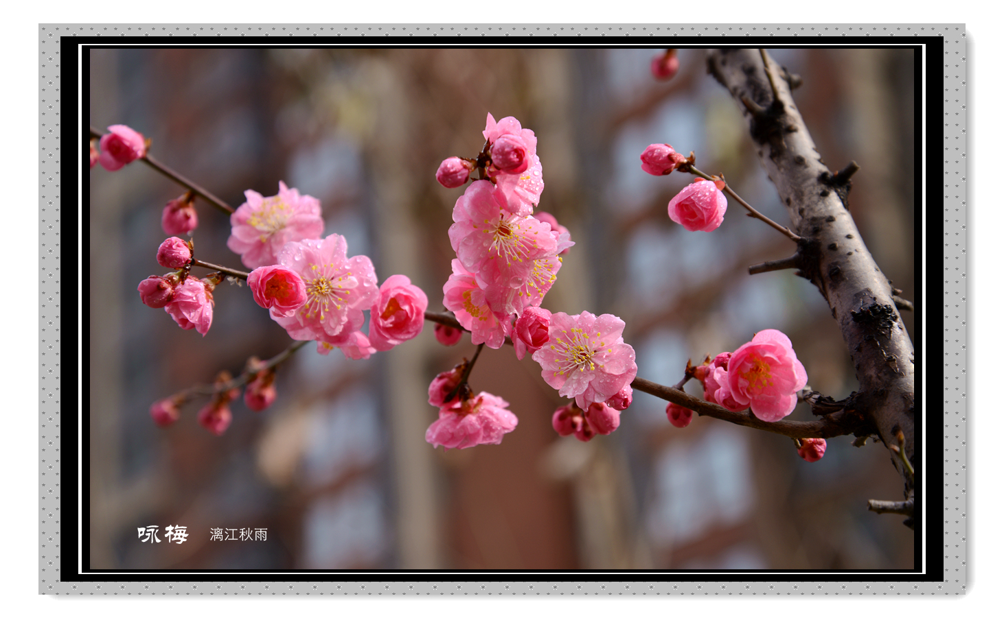 DSC_4689_副本.jpg