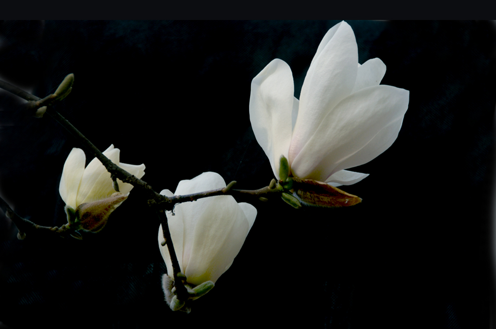 花卉 (1).jpg