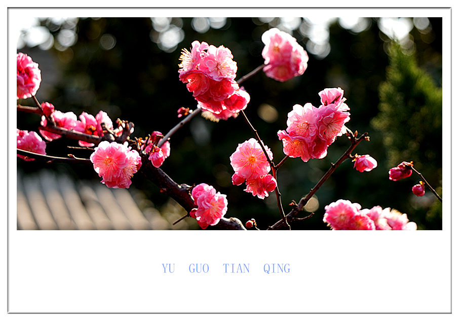 DSC09836_副本.jpg