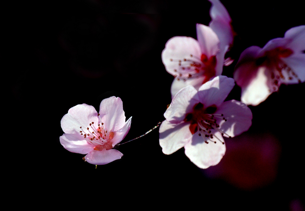 DSC_6623.jpg