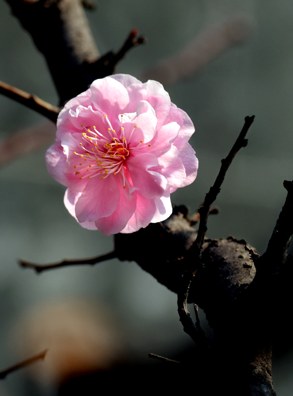 DSC_6639.jpg