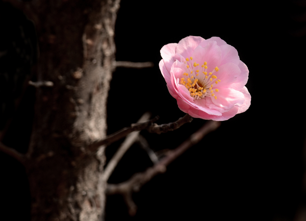 DSC_6643.jpg