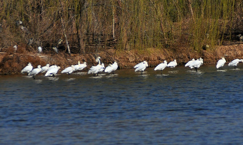 DSC_0030_conew1.jpg