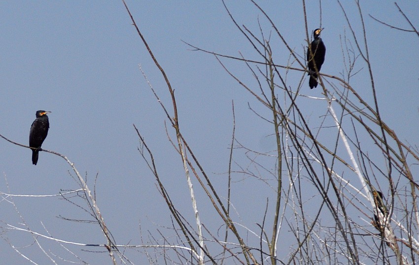 DSC_0043_conew1.jpg