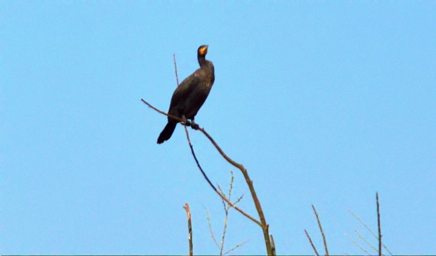 DSC_0044_conew1.jpg