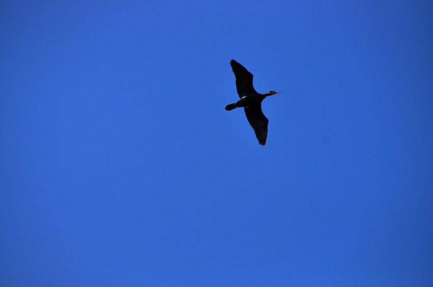 DSC_0057_conew1.jpg