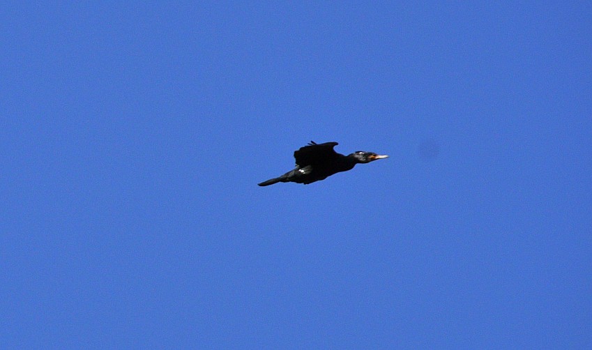 DSC_0058_conew1.jpg