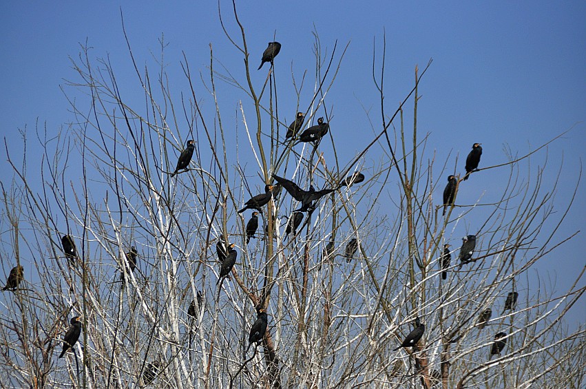 DSC_0060_conew1.jpg