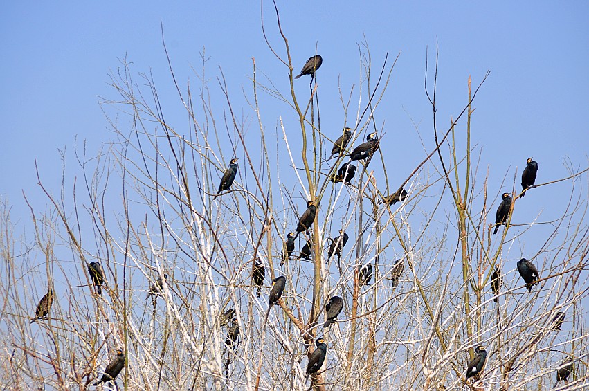 DSC_0068_conew1.jpg