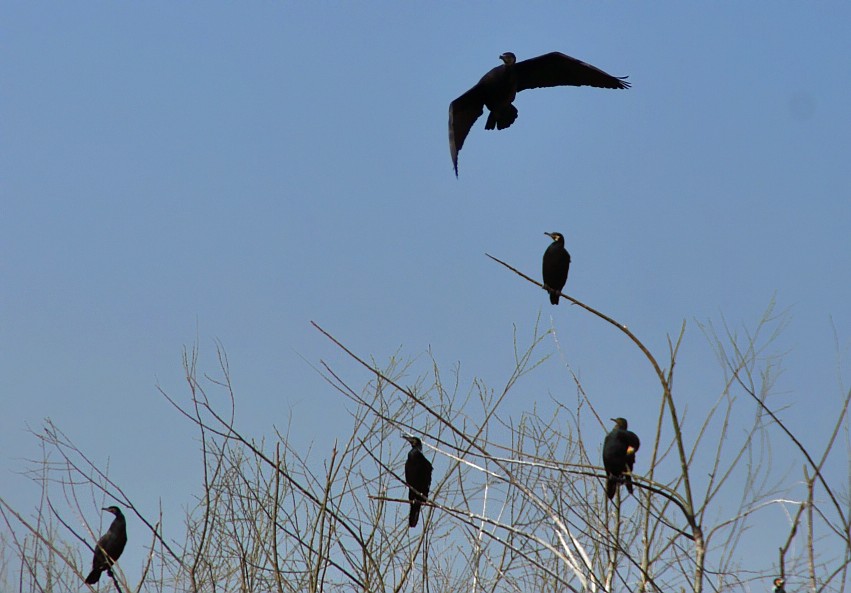 DSC_0086_conew1.jpg