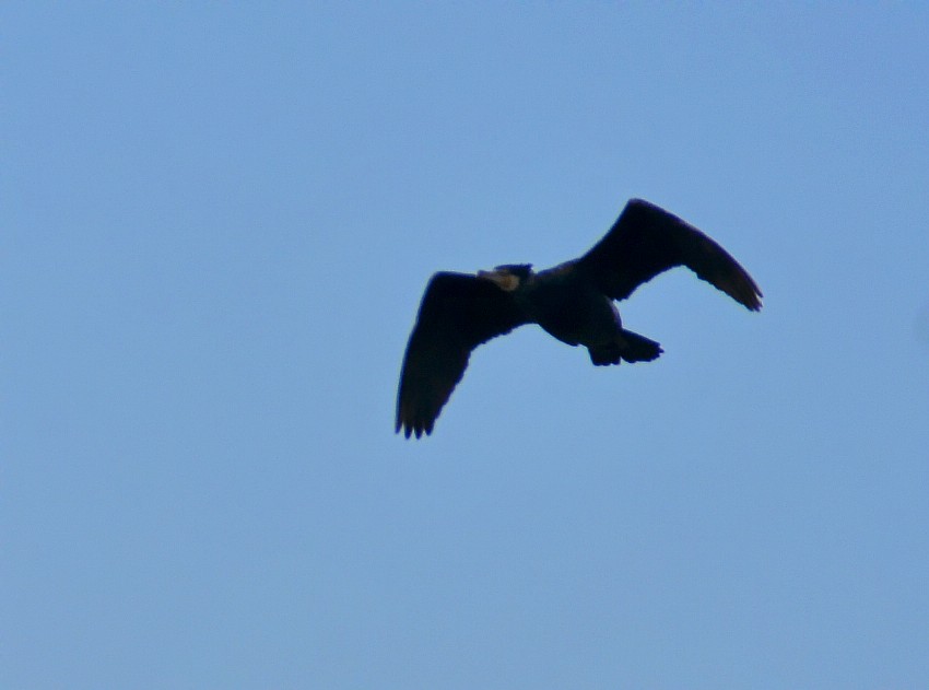 DSC_0087_conew1.jpg
