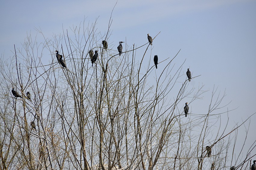 DSC_0193_conew1.jpg