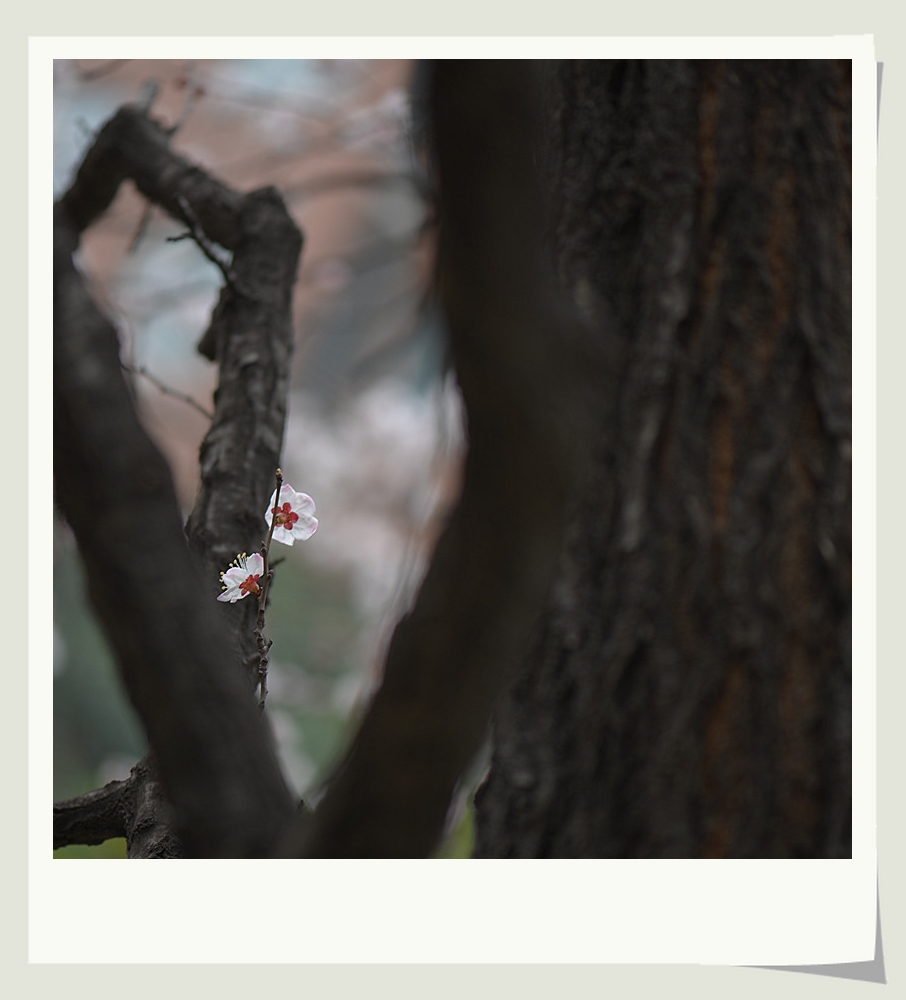 DSC_9809_副本.jpg