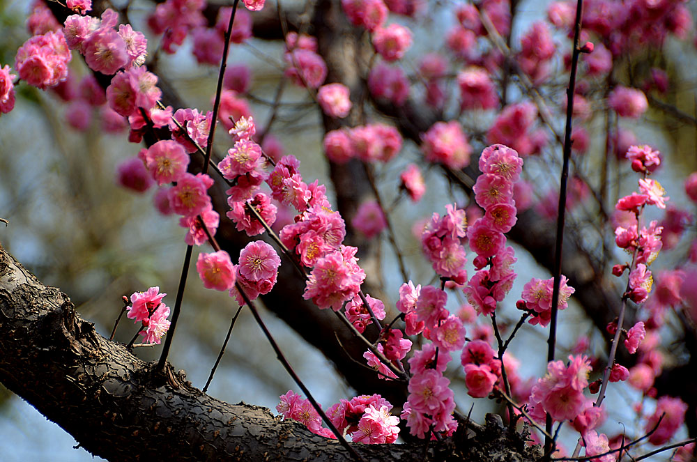红梅花开 (4).jpg