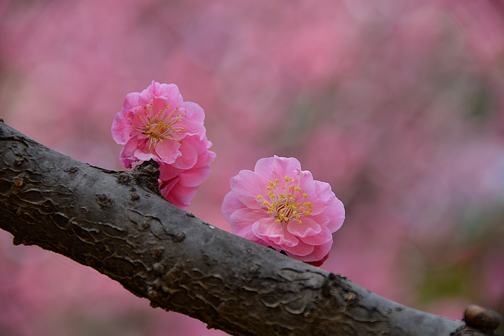 红梅花开 (8).jpg