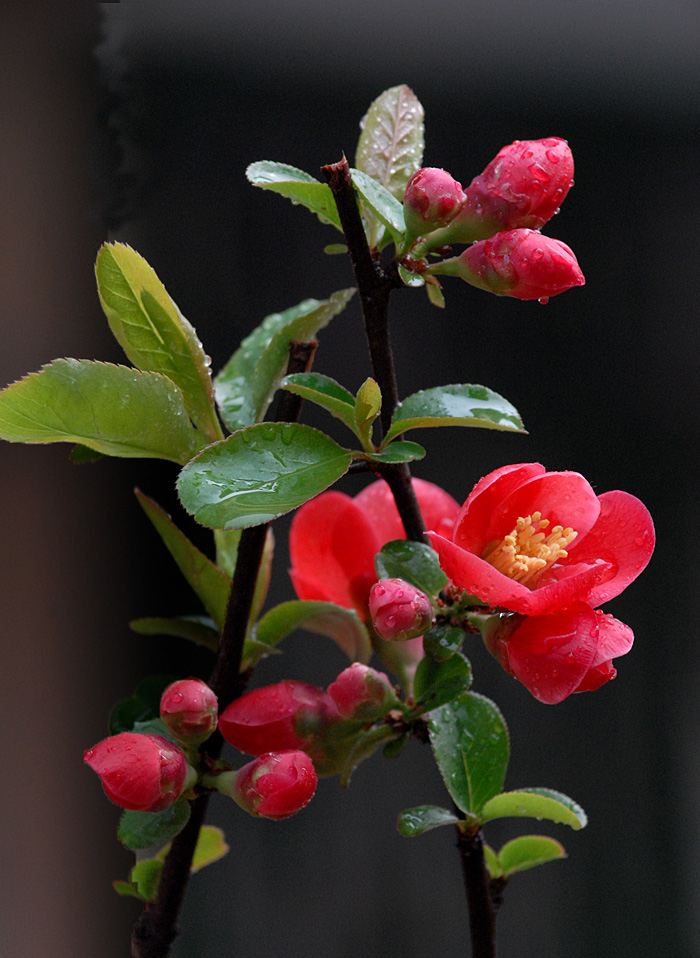 贴梗海棠 (10).jpg