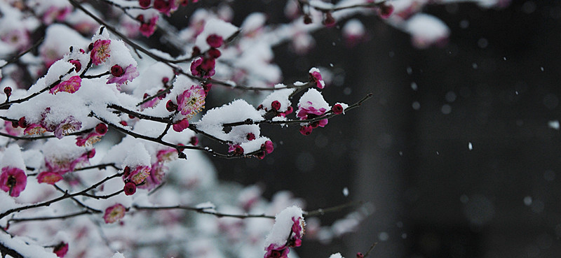 DSC_0696_副本.jpg