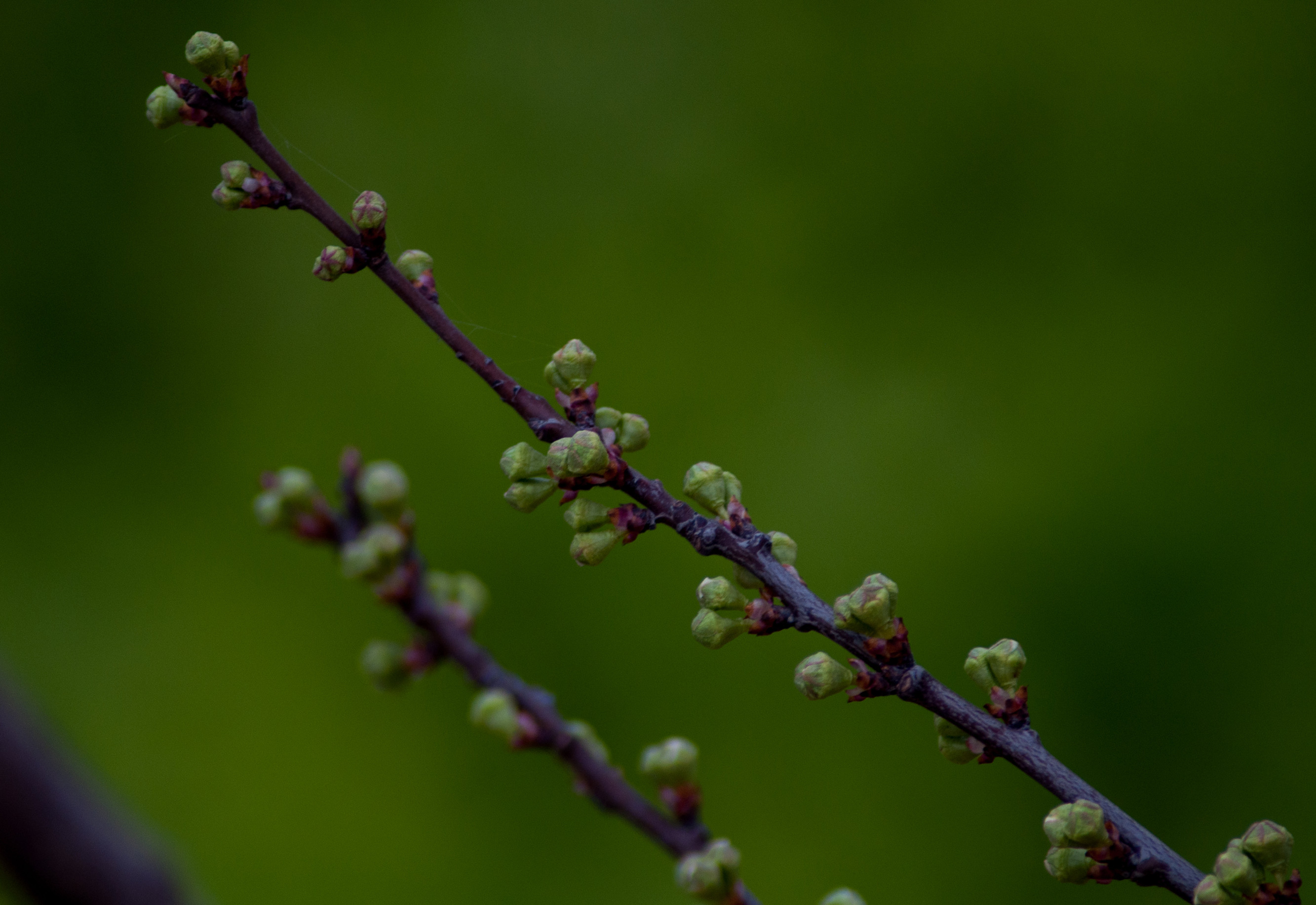 DSC_0443_副本.jpg