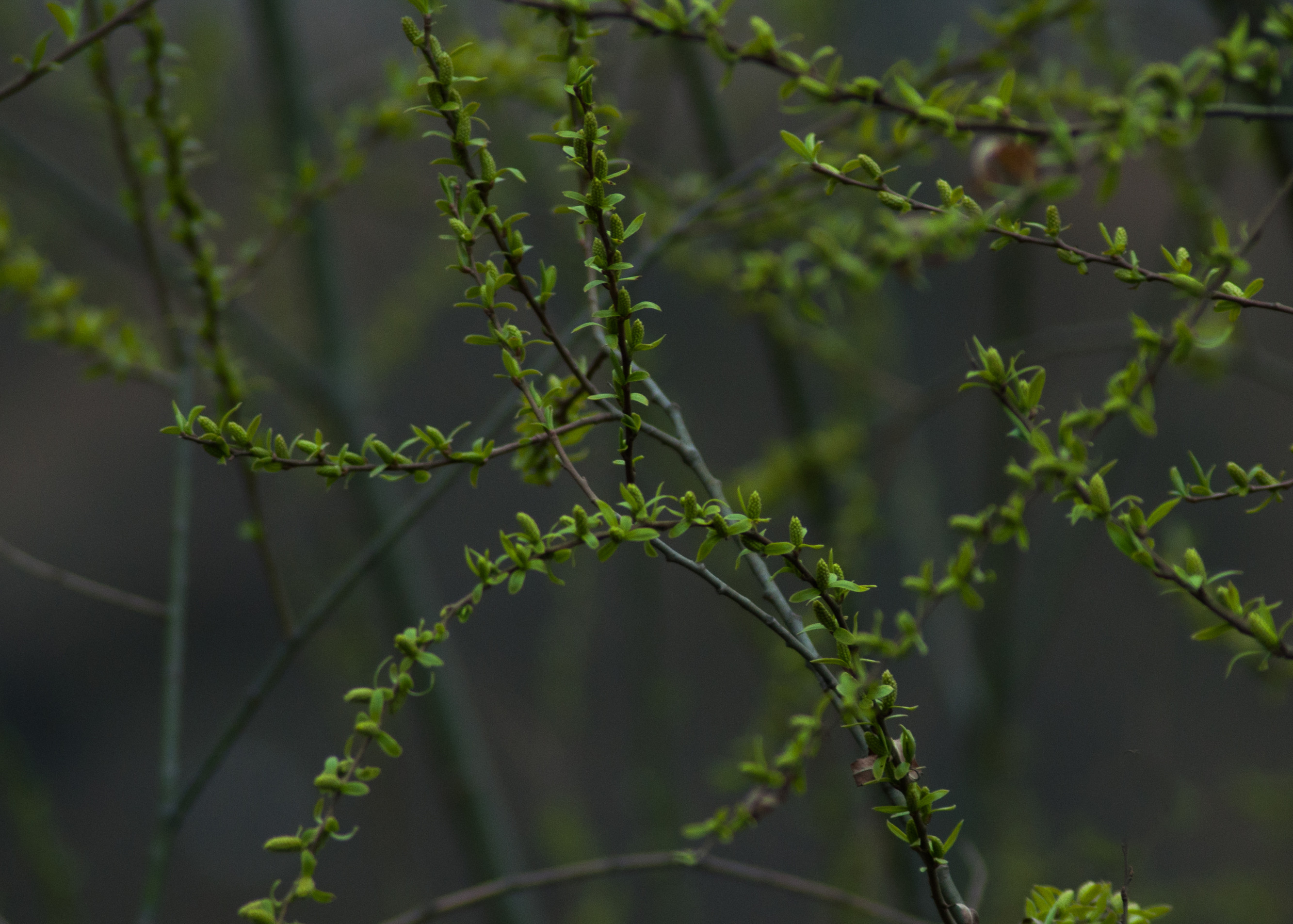 DSC_0446_副本.jpg