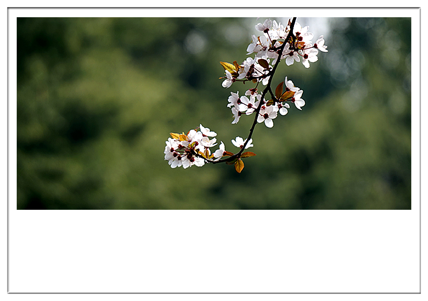 DSC00339_副本.jpg