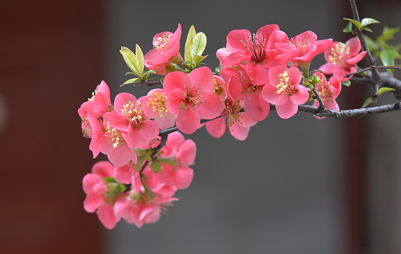 DSC_0474_副本.jpg