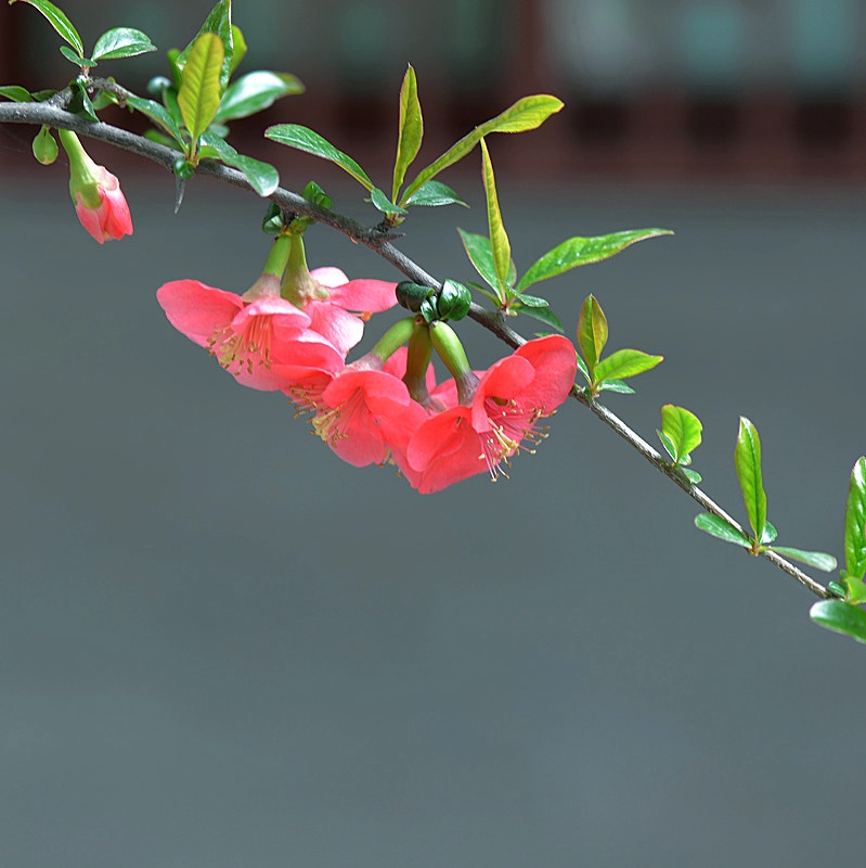 DSC_0481_副本.jpg