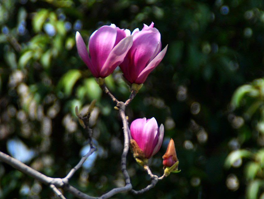 DSC_0221_conew1.jpg