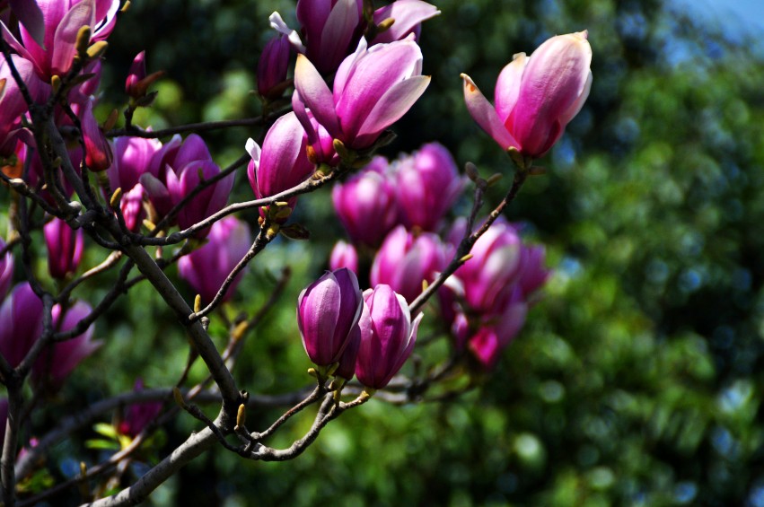 DSC_0222_conew1.jpg