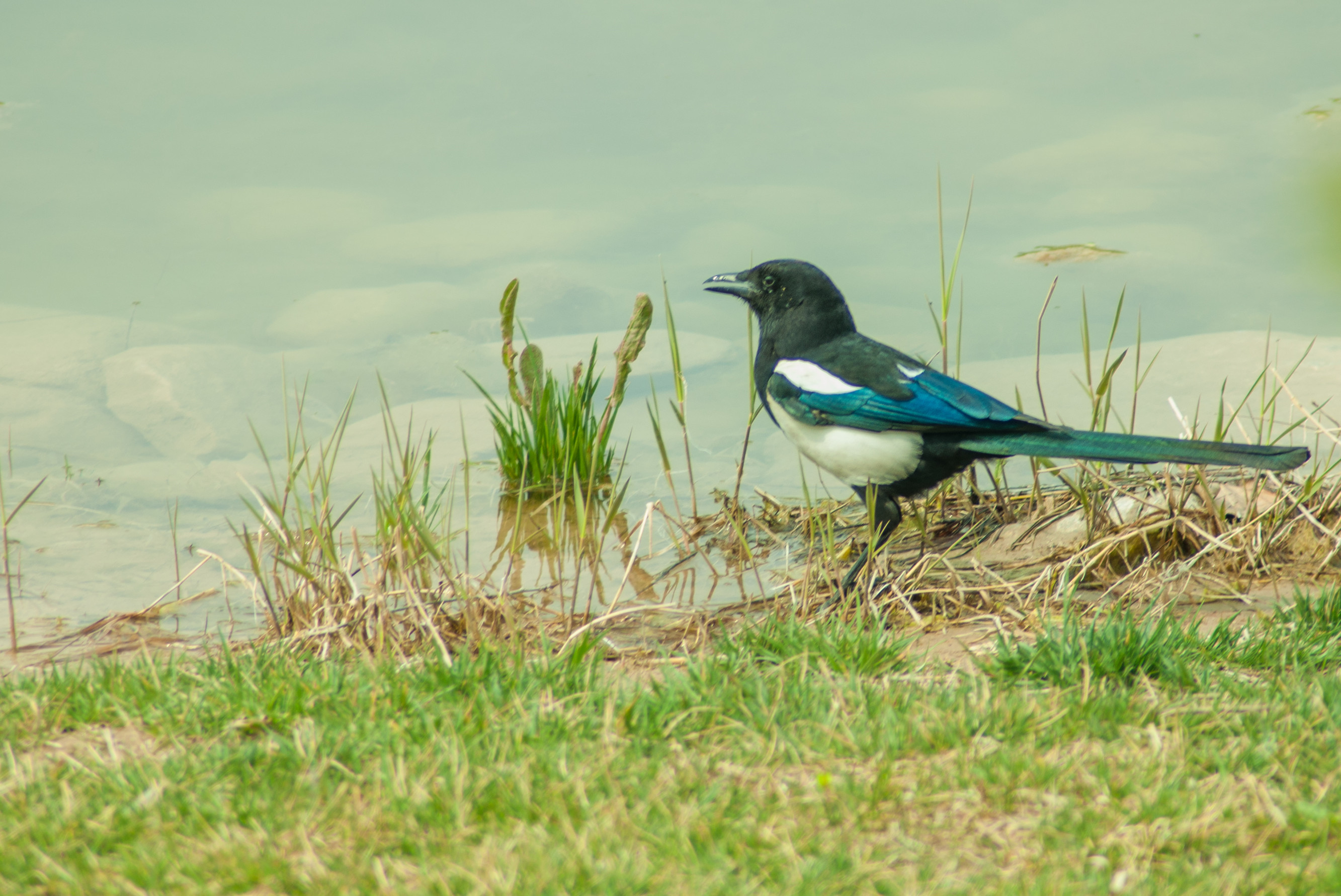DSC_0039_副本.jpg