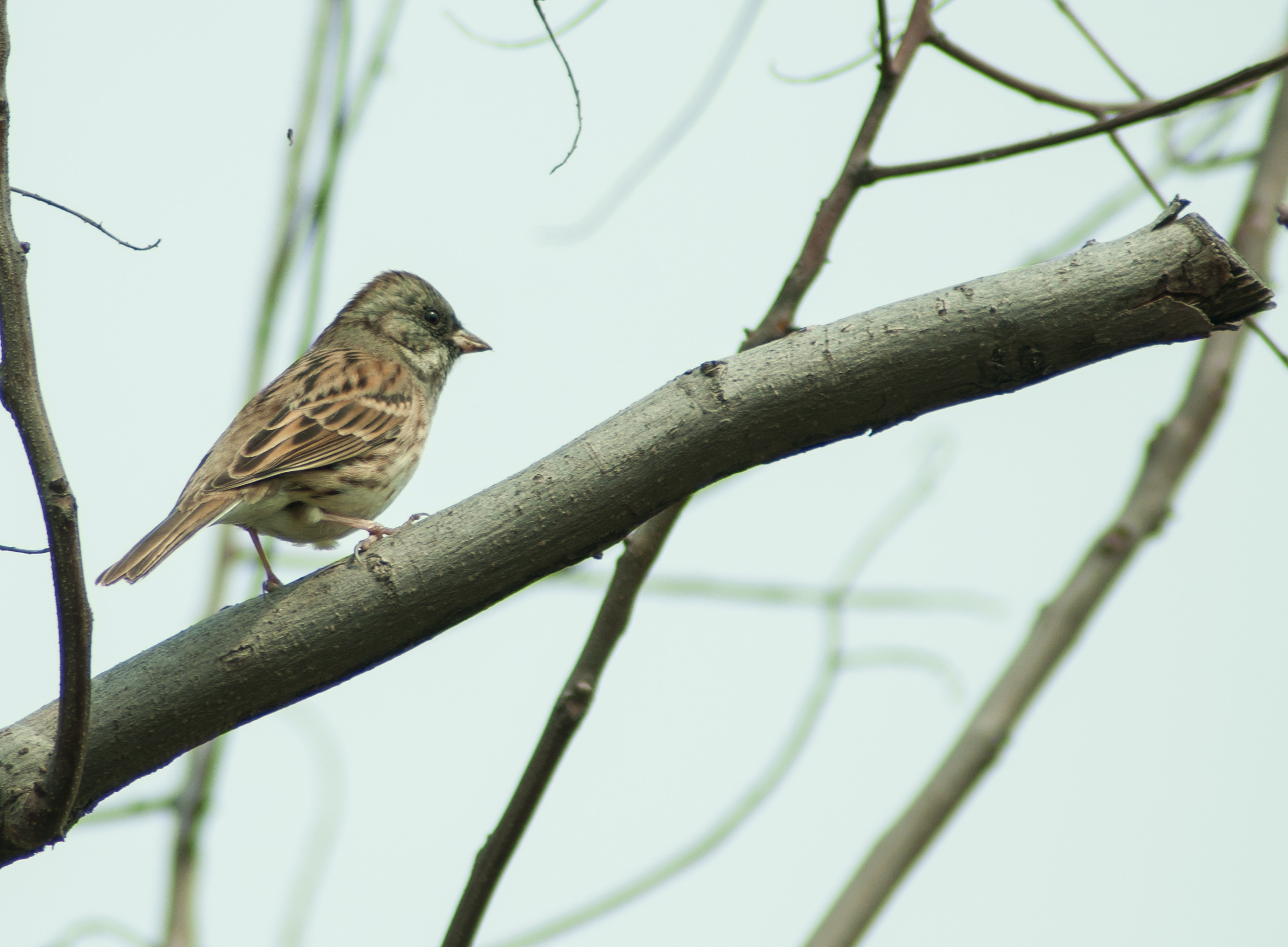 DSC_0046_副本.jpg