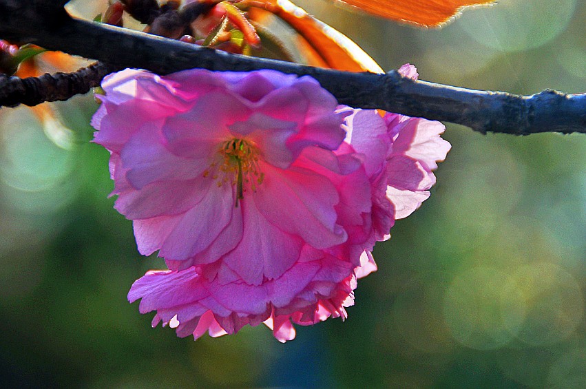 DSC_0022_conew1.jpg