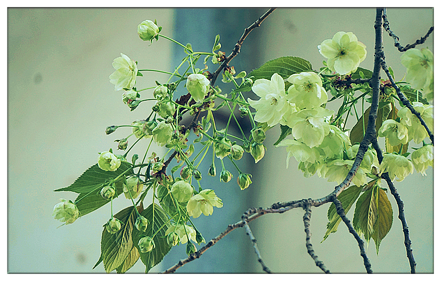 DSC00517_副本.jpg