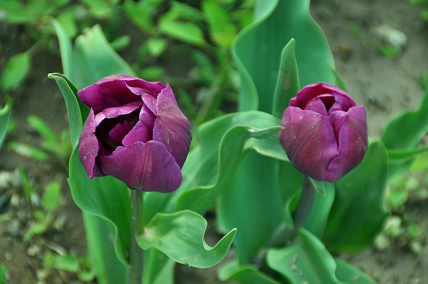 DSC_0062_conew1.jpg